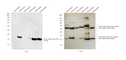 Invitrogen Rabbit anti-Human Kappa Light Chain Recombinant Secondary Antibody