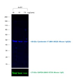 Invitrogen™ Rabbit anti-Mouse IgG2b Recombinant Secondary Antibody