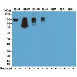 Invitrogen Rabbit anti-Mouse IgG Fc Recombinant Secondary Antibody 100
