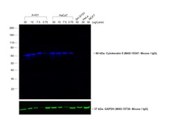 Invitrogen™ Rabbit anti-Mouse IgG Fc Recombinant Secondary Antibody
