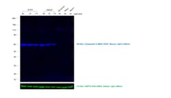 Invitrogen™ Rabbit anti-Mouse IgG1 Recombinant Secondary Antibody