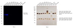 Invitrogen Rabbit anti-Mouse IgG1 Recombinant Secondary Antibody 100 &mu;g;