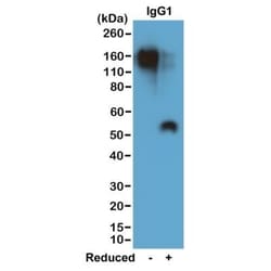 Invitrogen Rabbit anti-Mouse IgG1 Recombinant Secondary Antibody 100 &mu;g;