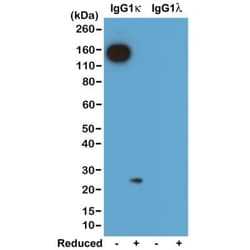Invitrogen Rabbit anti-Mouse Kappa Light Chain Recombinant Secondary Antibody