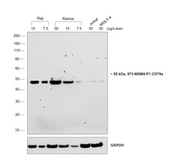 Invitrogen Rabbit anti-Mouse Kappa Light Chain Recombinant Secondary Antibody