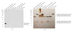 Invitrogen Rabbit anti-Mouse Kappa Light Chain Recombinant Secondary Antibody