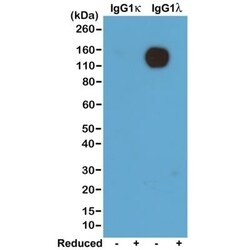Invitrogen Rabbit anti-Mouse Lambda Light Chain Recombinant Secondary Antibody