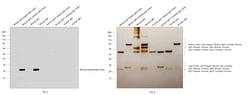 Invitrogen Rabbit anti-Mouse Lambda Light Chain Recombinant Secondary Antibody