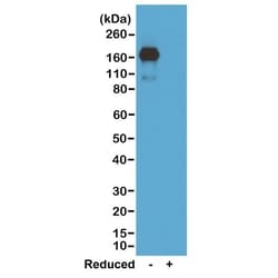 Invitrogen Rabbit anti-Mouse IgA Recombinant Secondary Antibody 100 &mu;g;