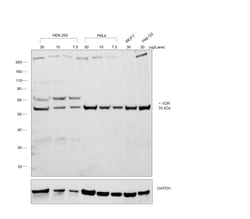 Invitrogen™ Rabbit anti-Mouse IgA Recombinant Secondary Antibody