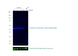 Invitrogen Rabbit anti-Mouse IgG2a Recombinant Secondary Antibody 100 &mu;g;