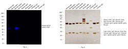 Invitrogen Rabbit anti-Mouse IgG2a Recombinant Secondary Antibody 100 &mu;g;