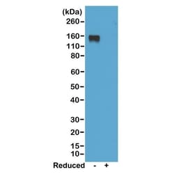 Invitrogen Rabbit anti-Mouse IgG2a Recombinant Secondary Antibody 100 &mu;g;