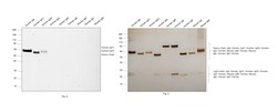 Invitrogen Rabbit anti-Human IgA1/IgA2 Recombinant Secondary Antibody 100