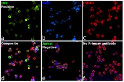 Invitrogen Rabbit anti-Human IgG (Heavy chain) Recombinant Secondary Antibody