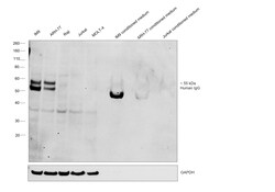 Invitrogen Rabbit anti-Human IgG (Heavy chain) Recombinant Secondary Antibody