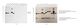 Invitrogen Rabbit anti-Human IgG (Heavy chain) Recombinant Secondary Antibody