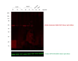 Invitrogen™ Goat anti-Mouse IgG Fc Recombinant Secondary Antibody