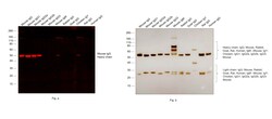 Invitrogen Goat anti-Mouse IgG Fc Recombinant Secondary Antibody 100 μg;