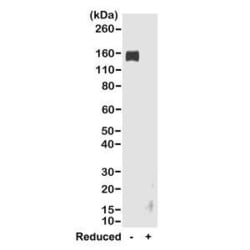 Invitrogen Goat anti-Rabbit IgG Fc Recombinant Secondary Antibody 100 &mu;g;
