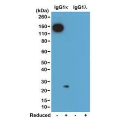 Invitrogen Rabbit anti-Mouse Kappa Light Chain Recombinant Secondary Antibody,