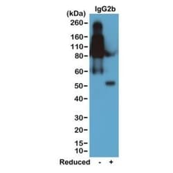 Invitrogen Rabbit anti-Mouse IgG2b Recombinant Secondary Antibody, Biotin