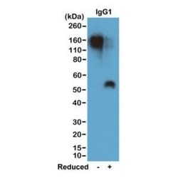 Invitrogen™ Rabbit anti-Mouse IgG1 Recombinant Secondary Antibody, Biotin