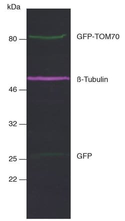 Alpaca anti-Rabbit IgG Nano (VHH) Recombinant Secondary Antibody, Alexa Fluor™ 647, Invitrogen™