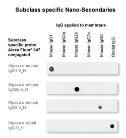 Alpaca anti-Mouse IgG1 Nano (VHH) Recombinant Secondary Antibody, Alexa