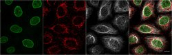 Alpaca anti-Mouse IgG1 Nano (VHH) Recombinant Secondary Antibody, Alexa