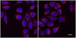 Alpaca anti-Mouse IgG1 Nano (VHH) Recombinant Secondary Antibody, Alexa