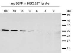 Alpaca anti-Mouse IgG1 Nano (VHH) Recombinant Secondary Antibody, Alexa