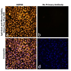 Invitrogen Goat anti-Mouse IgG2a Superclonal Secondary Antibody, Alexa Fluor Plus 555 250 &mu;L | Buy Online | Invitrogen&trade; | Fisher Scientific