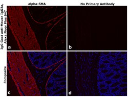 Invitrogen Goat anti-Mouse IgG2a Superclonal Secondary Antibody, Alexa
