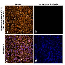 Invitrogen Goat anti-Mouse IgG2b Recombinant Secondary Antibody, Alexa Fluor Plus 555 250 &mu;L | Buy Online | Invitrogen&trade; | Fisher Scientific