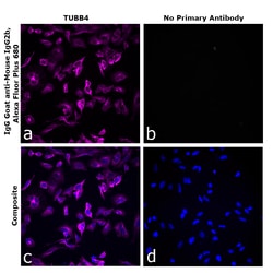 Invitrogen&trade;&nbsp;Goat anti-Mouse IgG2b Recombinant Secondary Antibody, Alexa Fluor&trade; Plus 680
