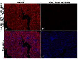 Invitrogen Goat anti-Mouse IgG2b Recombinant Secondary Antibody, Alexa Fluor Plus 680 250 &mu;L | Buy Online | Invitrogen&trade; | Fisher Scientific