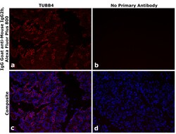 Invitrogen Goat anti-Mouse IgG2b Recombinant Secondary Antibody, Alexa Fluor Plus 800 250 &mu;L | Buy Online | Invitrogen&trade; | Fisher Scientific