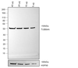 Invitrogen Goat anti-Mouse IgG2b Recombinant Secondary Antibody 250 &mu;L;