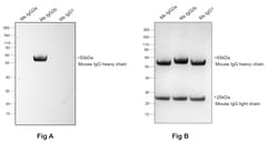 Invitrogen Goat anti-Mouse IgG2b Recombinant Secondary Antibody 250 &mu;L;