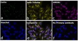 Invitrogen&trade;&nbsp;Goat anti-Mouse IgG2b Recombinant Secondary Antibody
