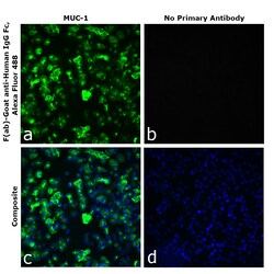 Invitrogen&trade;&nbsp;F(ab)-Goat anti-Human IgG Fc Superclonal&trade; Secondary Antibody, Alexa Fluor&trade; 488