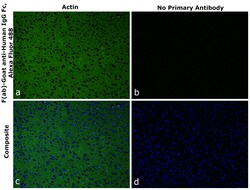 Invitrogen™ F(ab)-Goat anti-Human IgG Fc Superclonal™ Secondary Antibody, Alexa Fluor™ 488