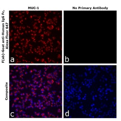 Invitrogen&trade;&nbsp;F(ab)-Goat anti-Human IgG Fc Superclonal&trade; Secondary Antibody, Alexa Fluor&trade; 647