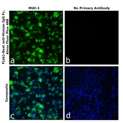 Invitrogen&trade;&nbsp;F(ab)-Goat anti-Human IgG Fc Superclonal&trade; Secondary Antibody, Alexa Fluor&trade; Plus 488