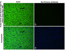 Invitrogen™ F(ab)-Goat anti-Human IgG Fc Superclonal™ Secondary Antibody, Alexa Fluor™ Plus 488
