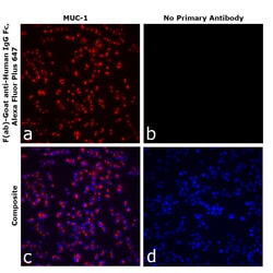 Invitrogen&trade;&nbsp;F(ab)-Goat anti-Human IgG Fc Superclonal&trade; Secondary Antibody, Alexa Fluor&trade; Plus 647
