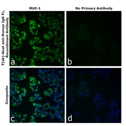 Invitrogen&trade;&nbsp;F(ab)-Goat anti-Human IgG Fc Superclonal&trade; Secondary Antibody