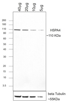 Invitrogen F(ab)-Goat anti-Human IgG Fc Superclonal Secondary Antibody 250 &mu;L | Buy Online | Invitrogen&trade; | Fisher Scientific