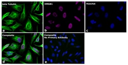 Invitrogen Goat anti-Mouse IgG1 Superclonal Secondary Antibody, Alexa Fluor